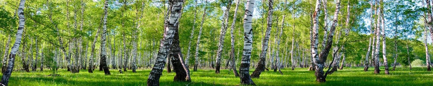 Кухонный фартук 364
