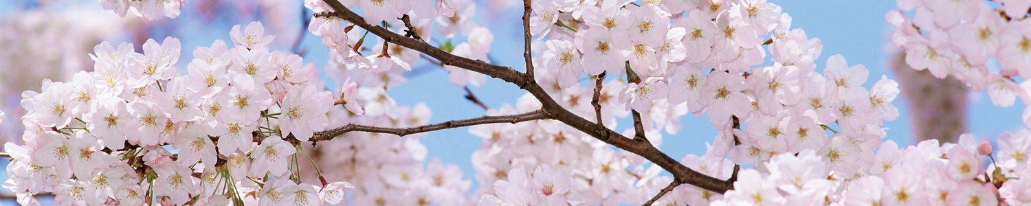 Кухонный фартук 095