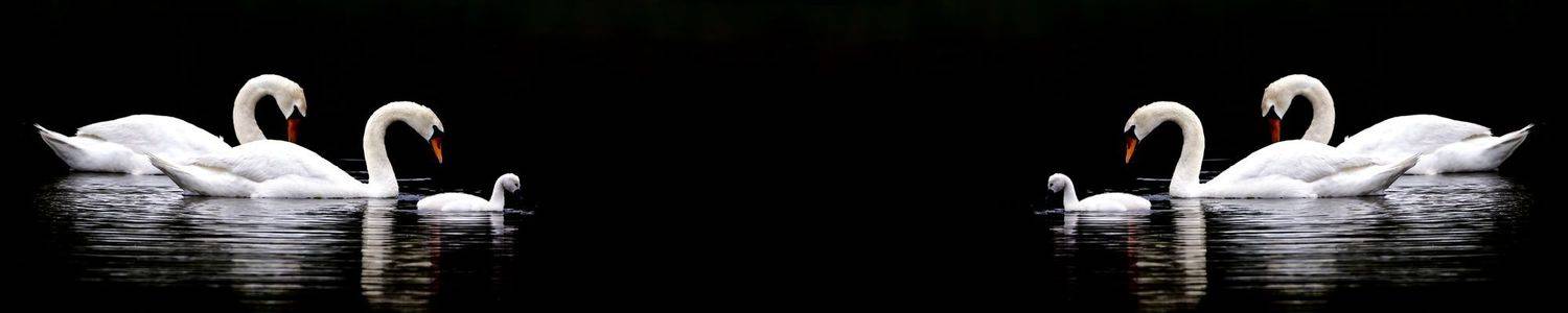 Кухонный фартук 2605