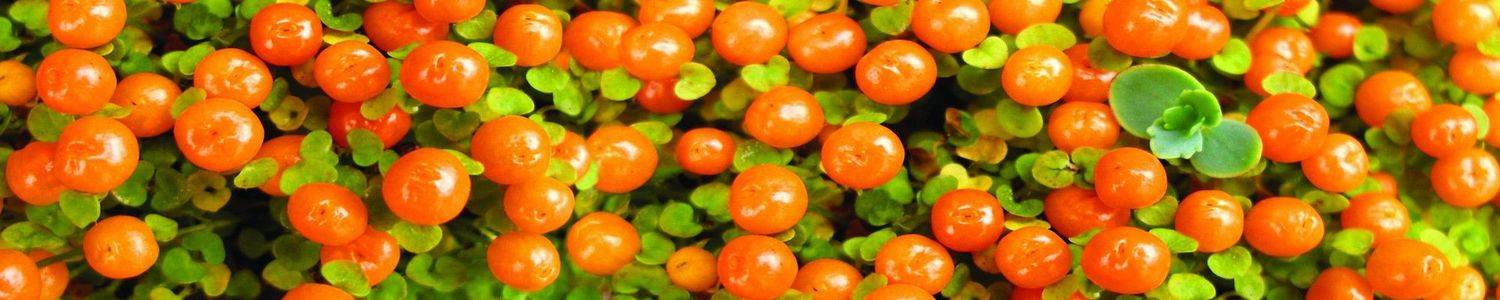 Кухонный фартук 2887