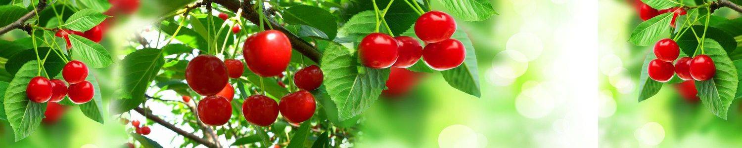 Кухонный фартук 3292